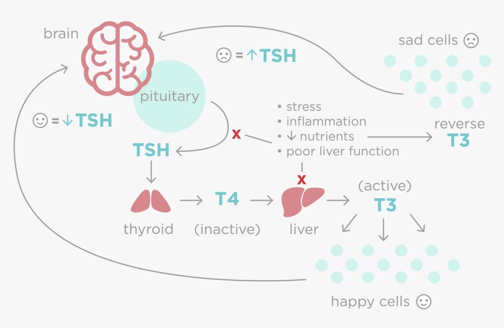 graphic outlining the thyroid gland