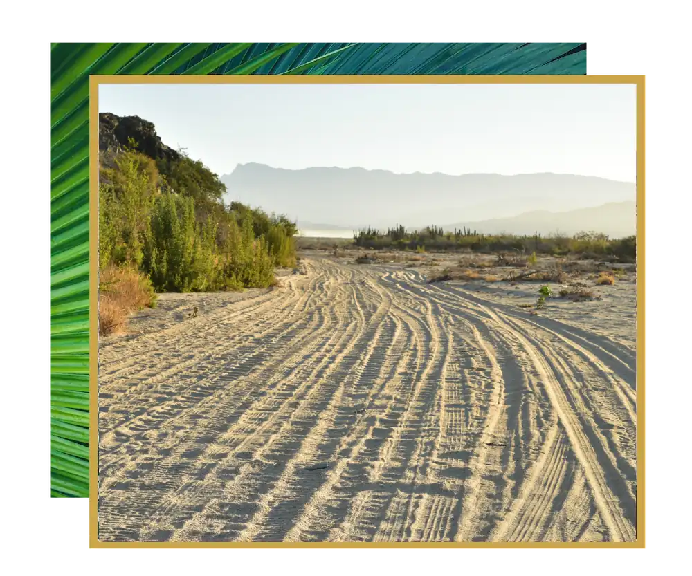 tire tracks on sandy beach in Baja