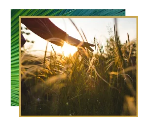 woman enjoying outdoors touching grass at sunset