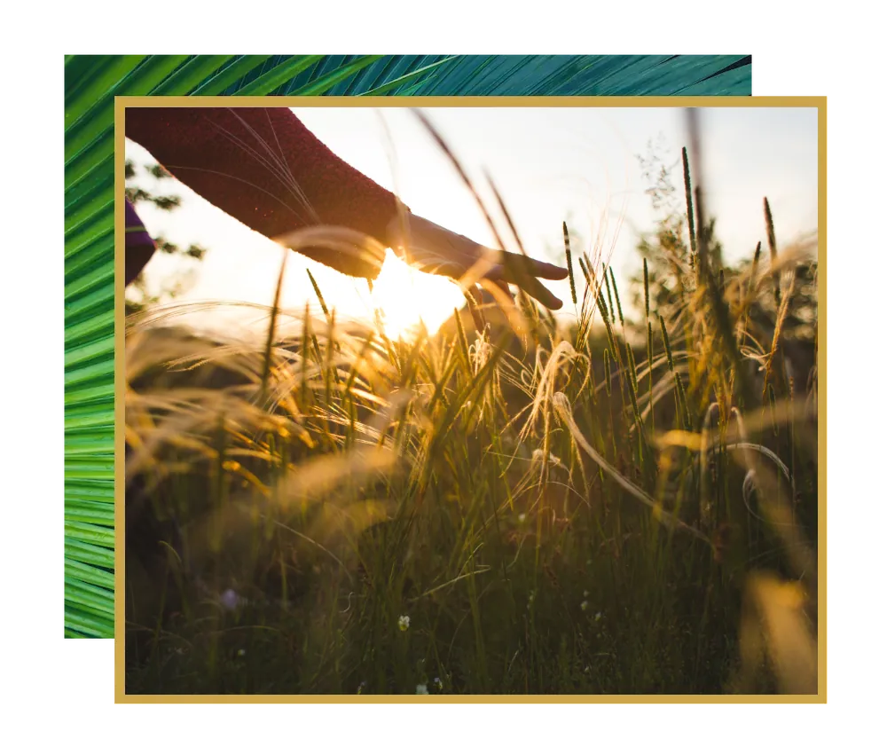 woman enjoying outdoors touching grass at sunset